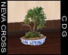 NC Bonsai Tree 6