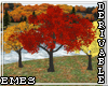 Autumn Colors Trees