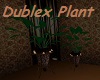 Dublex Plant