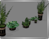 Modern Indoor Plants