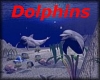 Dolphins framed