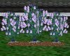 Lilac rose bush