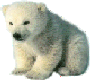 fuzzy polar bear
