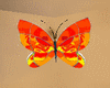 [MK]  butterfly t5
