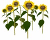 *M* Skull sunflowers