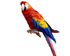 macaw parrot