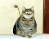 lamp cat funny