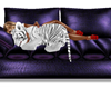 Purple sofa cuddle tiger