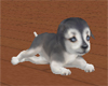 ~Zaa's Husky pup (A)