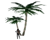 **Palm Tree Posed**