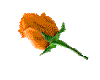 orange rose