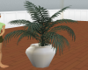(TK) Potted Plant