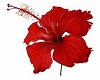 Hibiscus Boutineer Pin