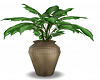 TG House Plant Large