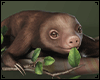 Sweet Sloth