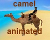 Camel animated