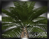 [BGD]Beach Palm Plant