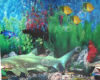 aquarium wall, shark