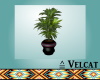 V: Boricua Plant 2