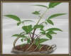 Floor Plant