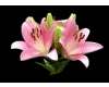 dance flor  lilium