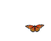 farfalla butterfly