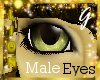 G- Gold Lion,Eyes(M)