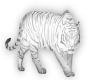 Tiger HP Sticker Trans