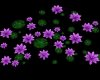 Pond Lillies~Purple