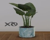 Island Plant