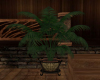 !Country Potted Fern