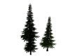 *C* PineTrees-Nature