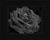 black velvet rose