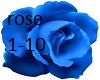 Rose in Paradise WJ