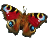 animated butterfly 3