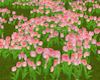 TF* Group of Pink Tulips