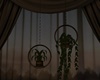 C- Hanging Plants