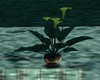 green calypso lily