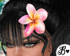 Plumeria Beach Bundle
