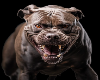 Head Sign Dog
