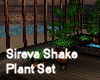 Sireva Shake Plant Set 