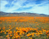 Flower field backdrop