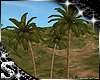 SC: SpringB Palm Trees