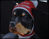 Christmas - Rottweiler