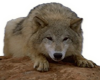 Grey Wolf Sticker