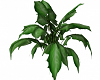 Leafy Tropical Plant