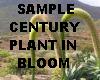 century plant in bloom