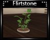 Tyrel Plant