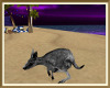 Aussie Beach Kangaroo