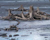 Wisconsin Driftwood 1